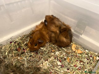 Guinea Pig rodents Guinea Pigs - Advert 1