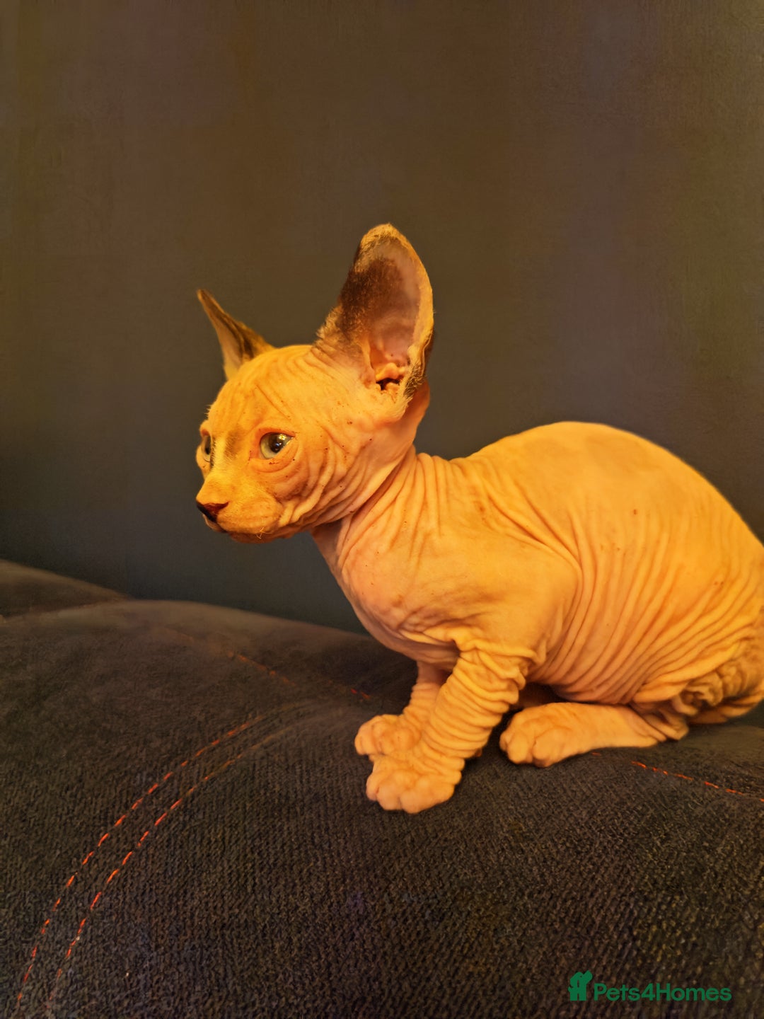 Sphynx cats for sale: Beautiful Pure Sphynx Kittens – Ready Now! - Image 10