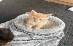 Maine Coon cats for sale: Beautiful Maine Coon Cross Kittens  - Image 33
