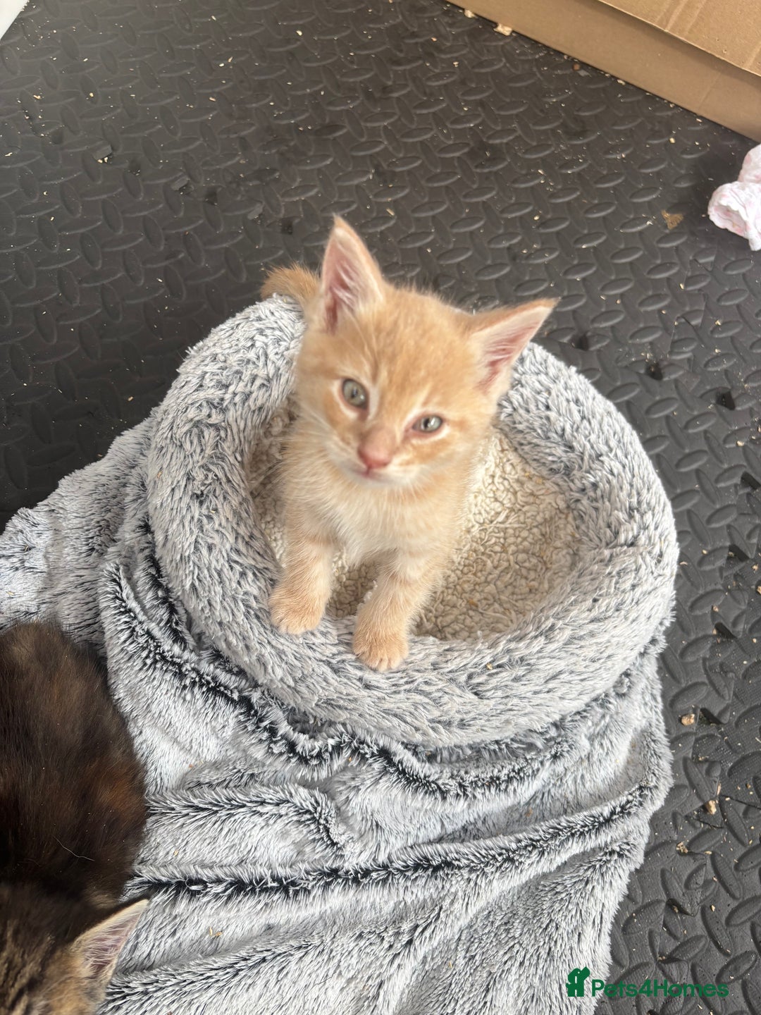 Maine Coon cats for sale: Beautiful Maine Coon Cross Kittens  - Image 33