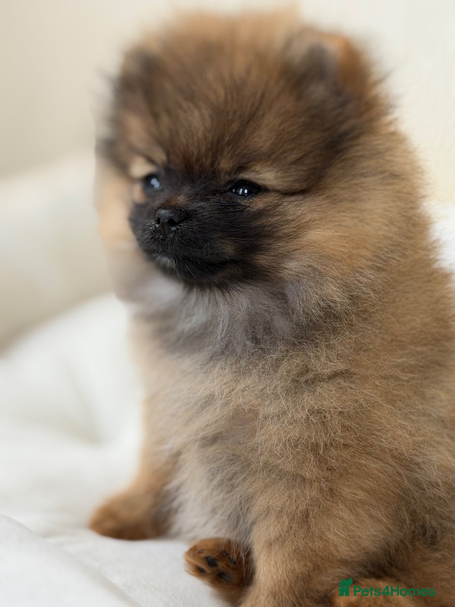 Pomeranian dogs 1 pom girl available  - Advert 9