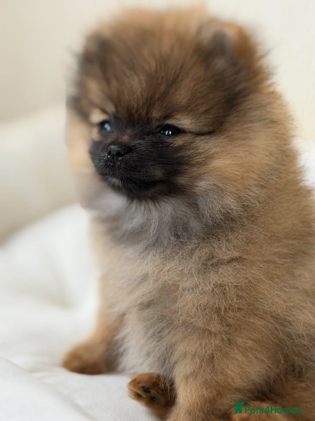 Pomeranian dogs for sale: 1 pom girl available  - Advert 1