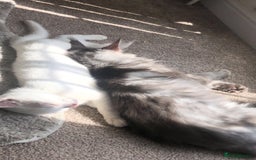 British Shorthair cats for sale: Kitten for sale - Image 7