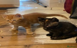 Mixed Breed cats for sale: Friendly kittens ginger boy and  torty girl - Image 6