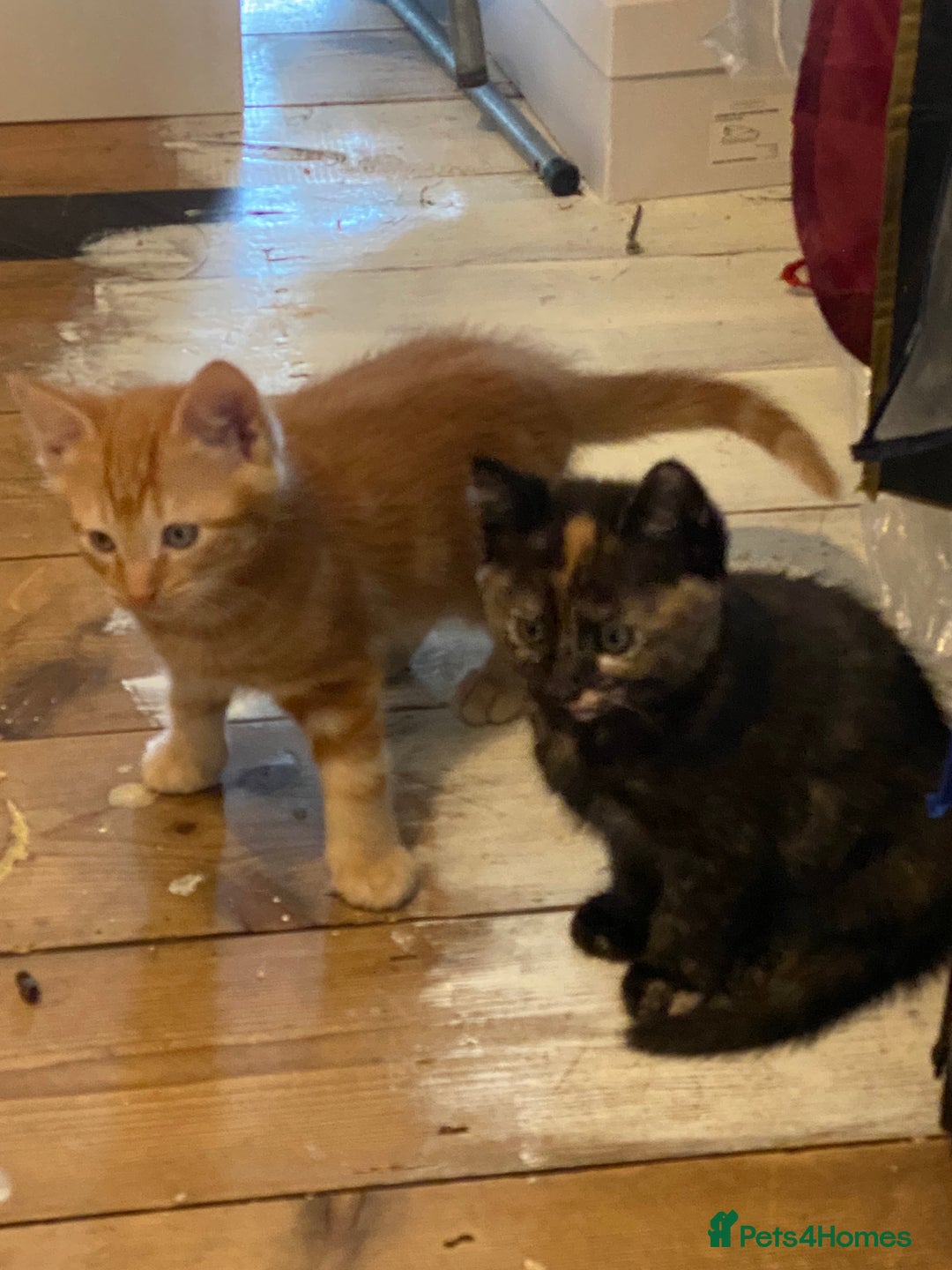 Mixed Breed cats for sale: Friendly kittens ginger boy and  torty girl - Image 6
