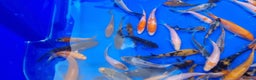 Koi Carp fish for sale: 2 to 4 inch Mixed Koi Carp Fry: young pond fish - Advert 8