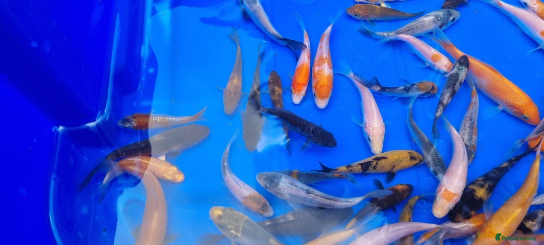 Koi Carp fish for sale: 2 to 4 inch Mixed Koi Carp Fry: young pond fish - Image 8
