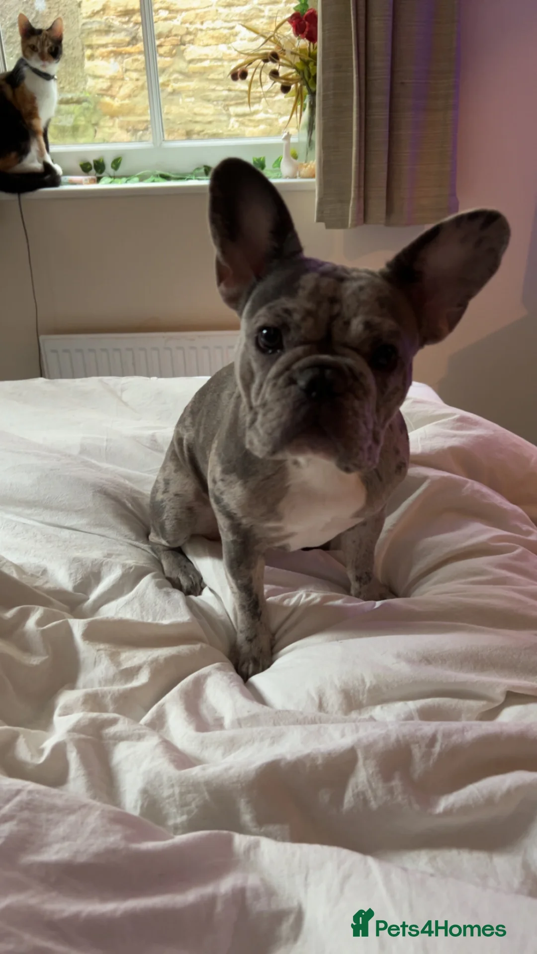 French Bulldog dogs for sale: Female French Bulldog 1 year - Advert 1