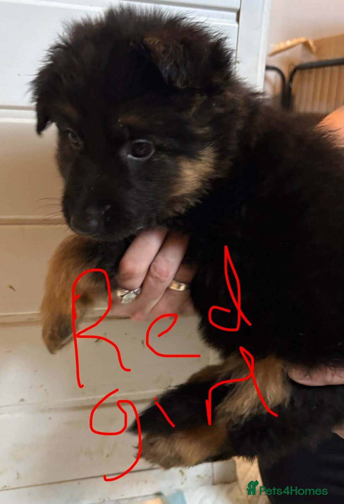 German Shepherd dogs ONLY 2 AMAZING GIRLS LEFT  - Advert 2
