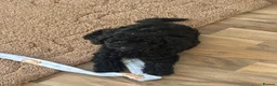 Mixed Breed dogs for sale: Beautiful toy x miniature poodle for sale 💙🩷💙 - Advert 7