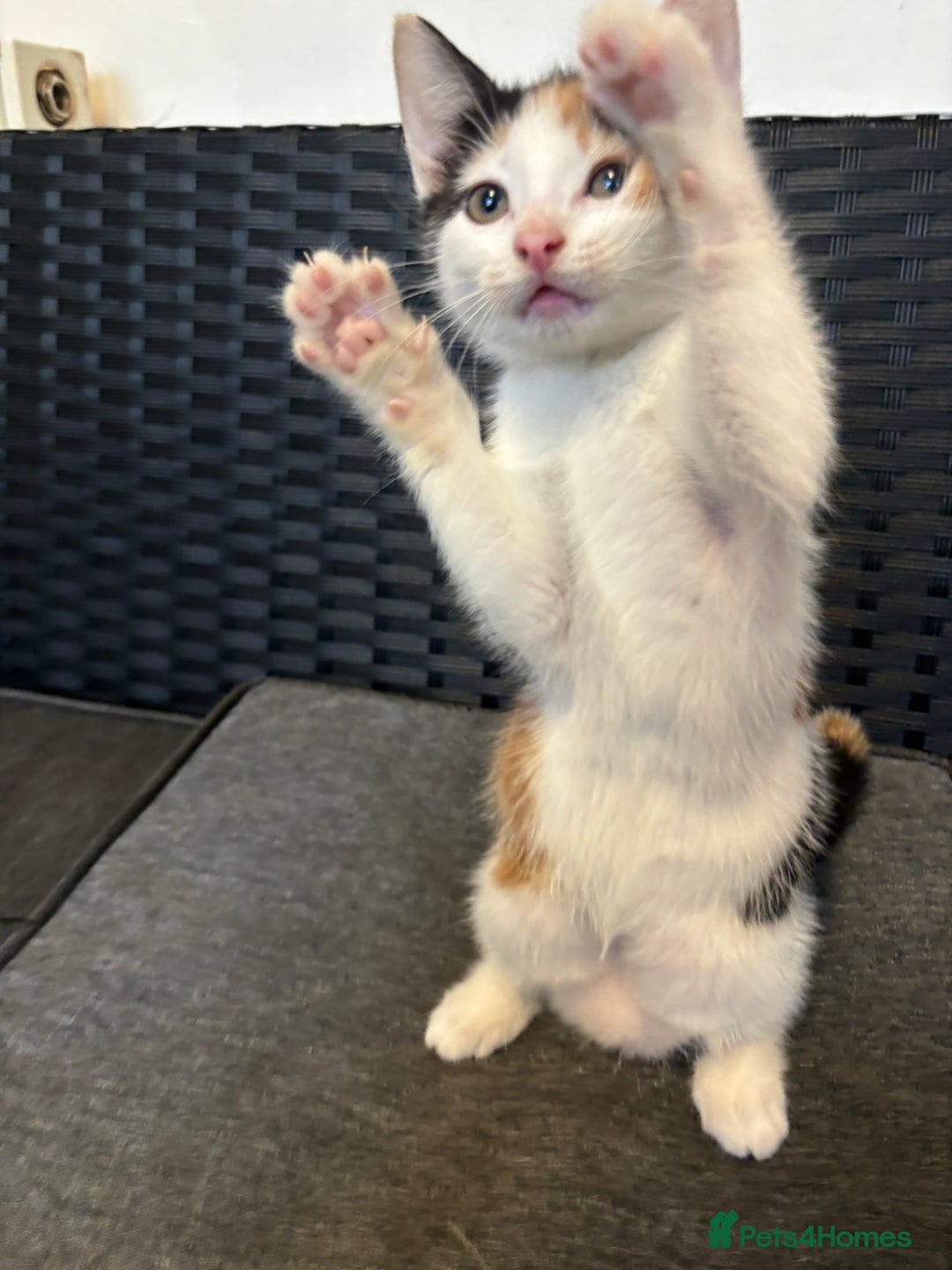 Mixed Breed cats for sale: Female Calico Kitten - Image 5