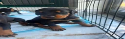 Dobermann dogs for sale: ABSOLUTELY STUNNING DOBERMAN PUPPIES FOR SALE in Boston - Advert 13