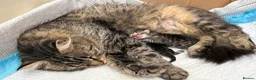 British Longhair cats for sale: Stunning Fluffy Tabby Longhaired  - Advert 3