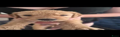 Puppy 3