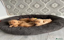 Labrador Retriever dogs for sale: Adorable Golden and Fox Red Puppies - Image 18