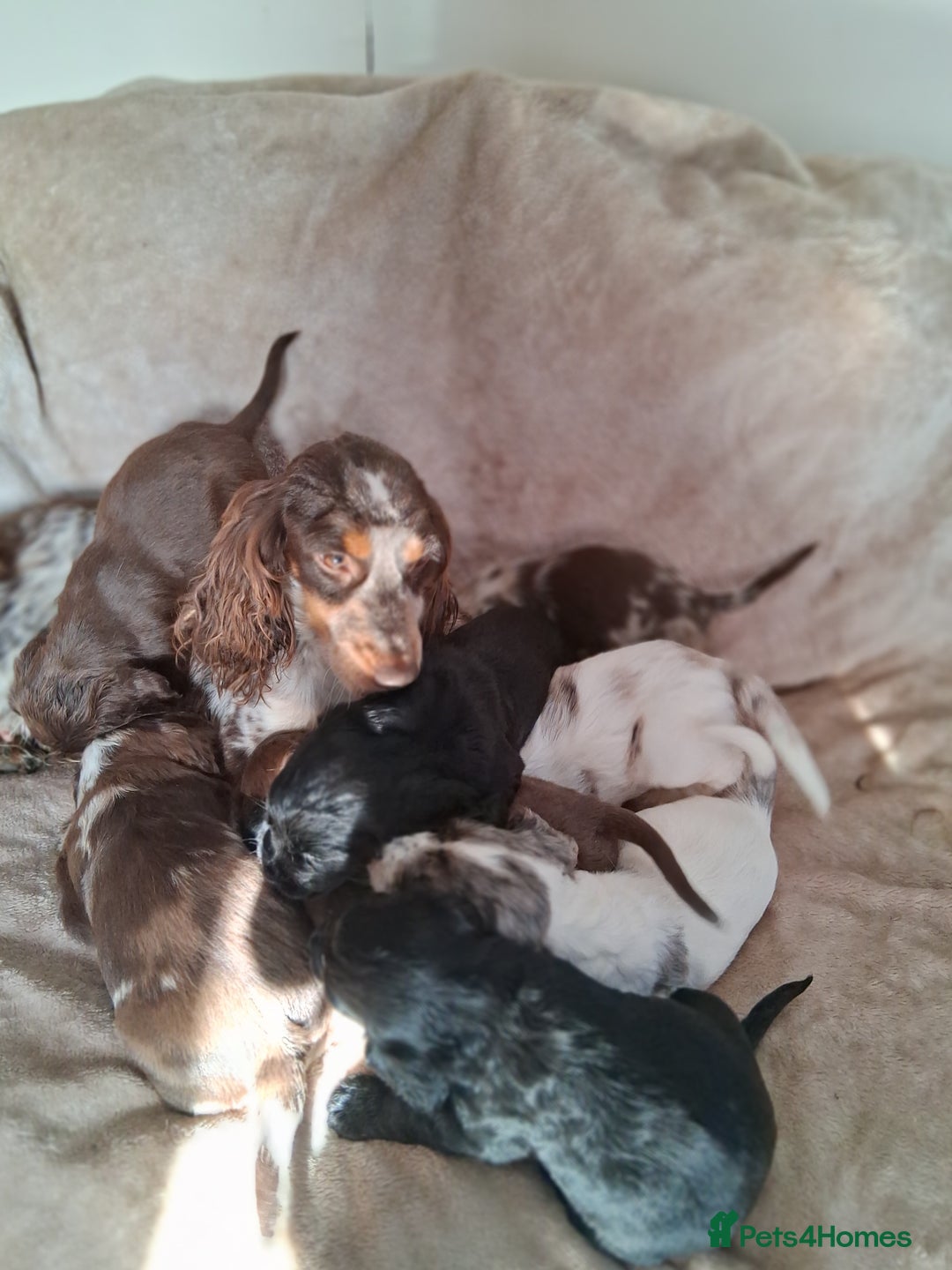 Cocker Spaniel dogs for sale: Cocker spaniel puppies  - Image 11