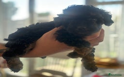 Toy Poodle dogs for sale: Black and Tan toy poodles  - Image 4