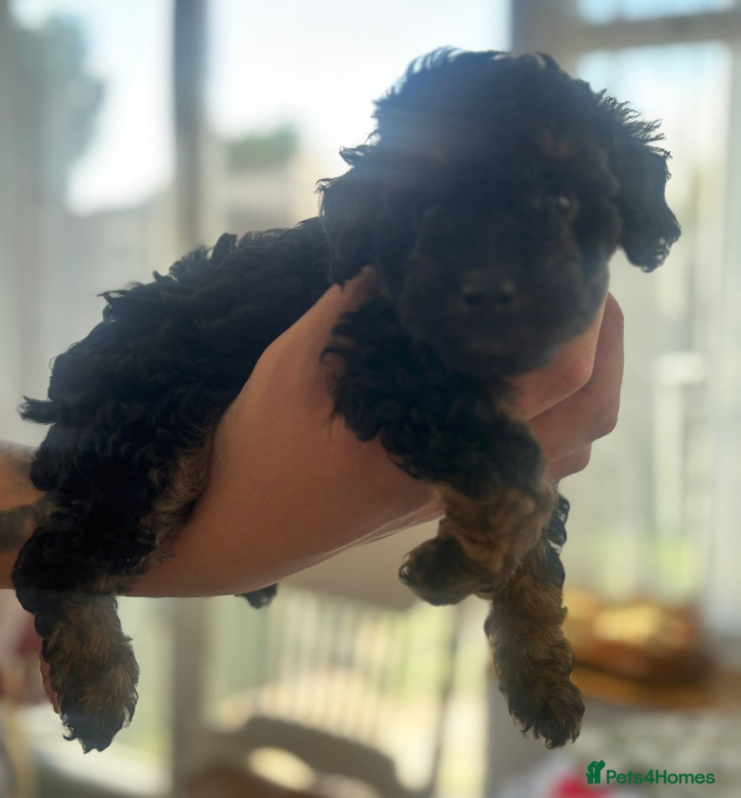 Toy Poodle dogs for sale: Black and Tan toy poodles  - Image 4