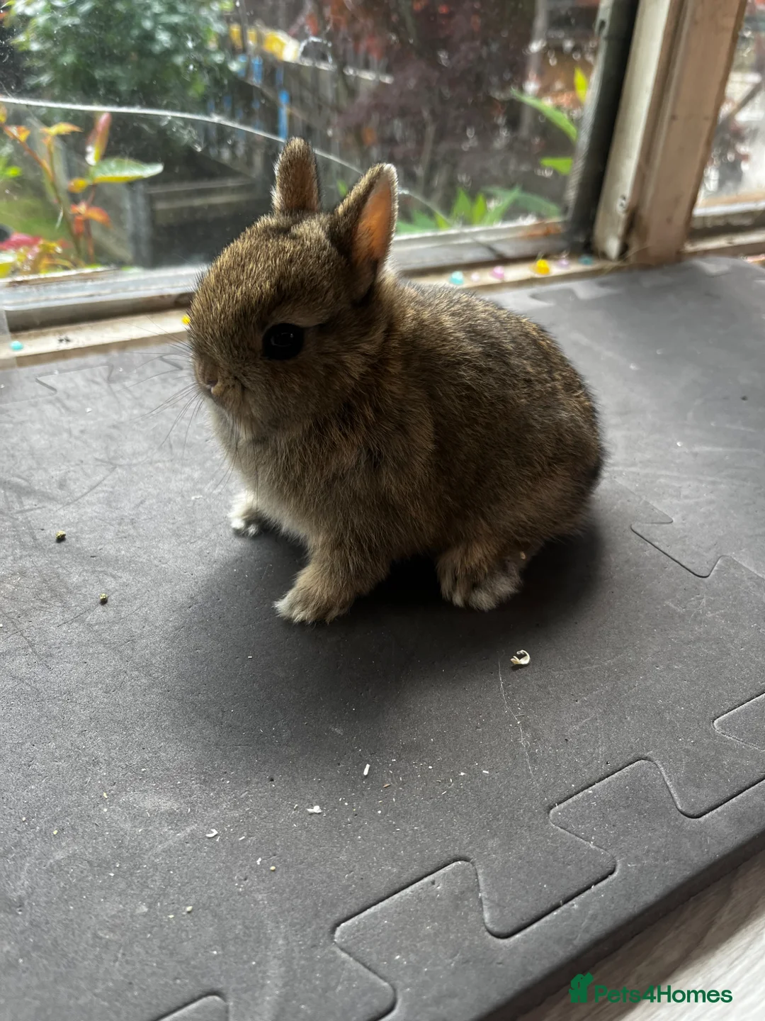 Netherland Dwarf rabbits for sale: Two agouti Netherland dwarf for sale - Advert 2