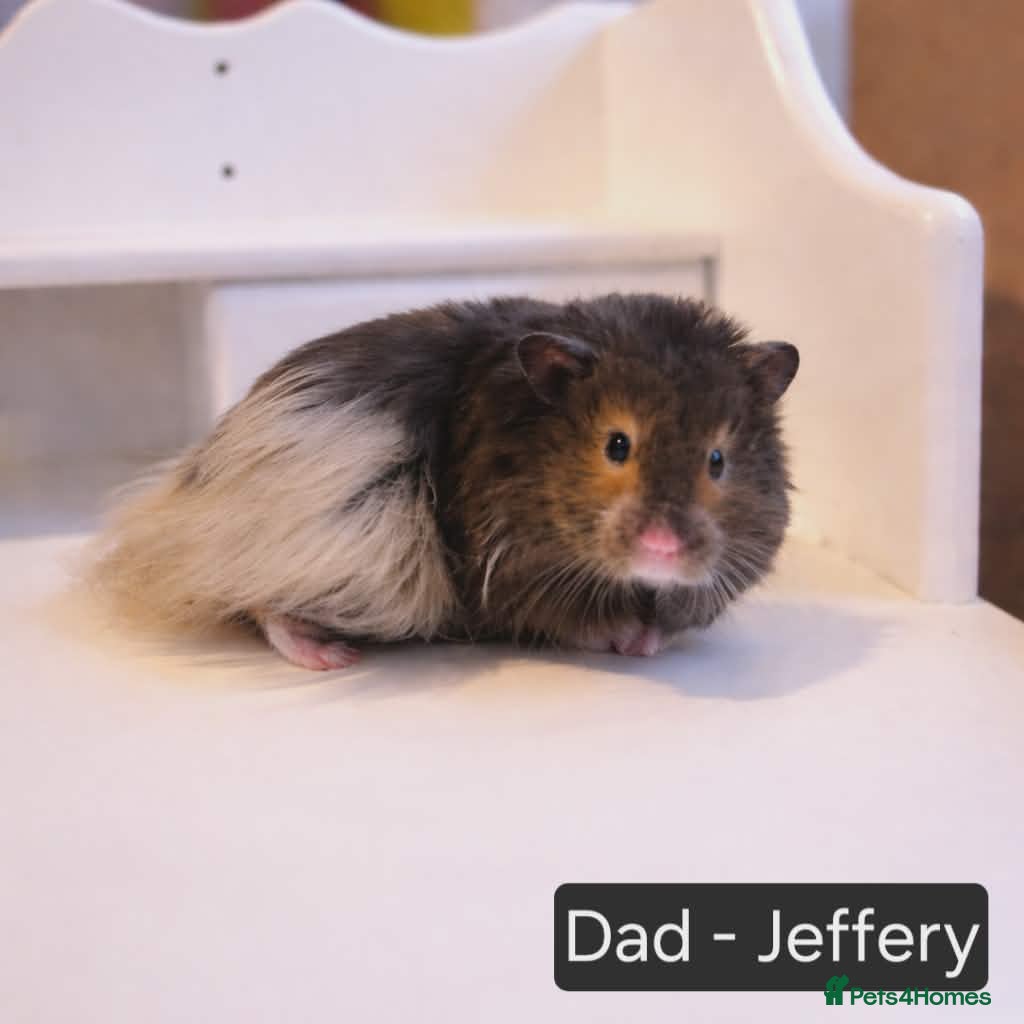 Hamster rodents Beautiful Pedigree Syrian Hamster Pups - Advert 2