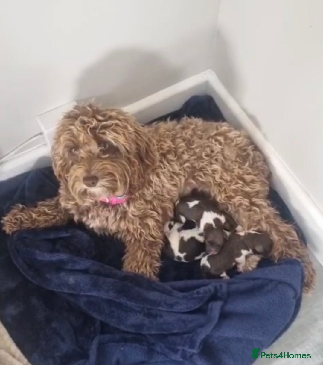 Cavapoo dogs for sale: VERY RARE OUTSTANDING CHOCOLATE CAVAPOOS - Image 5