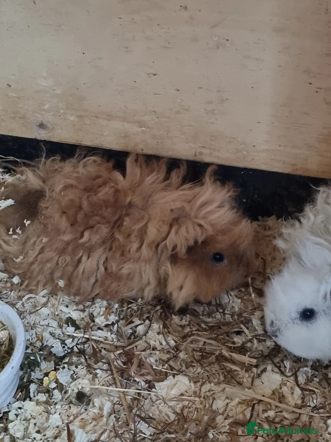 Guinea Pig rodents for sale: Gorgeous baby lunkarya guinea pigs  - Advert 3
