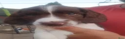 English Springer Spaniel dogs for sale: 🐾 English Springer Spaniel Puppies – £1,000 🐾 - Advert 12