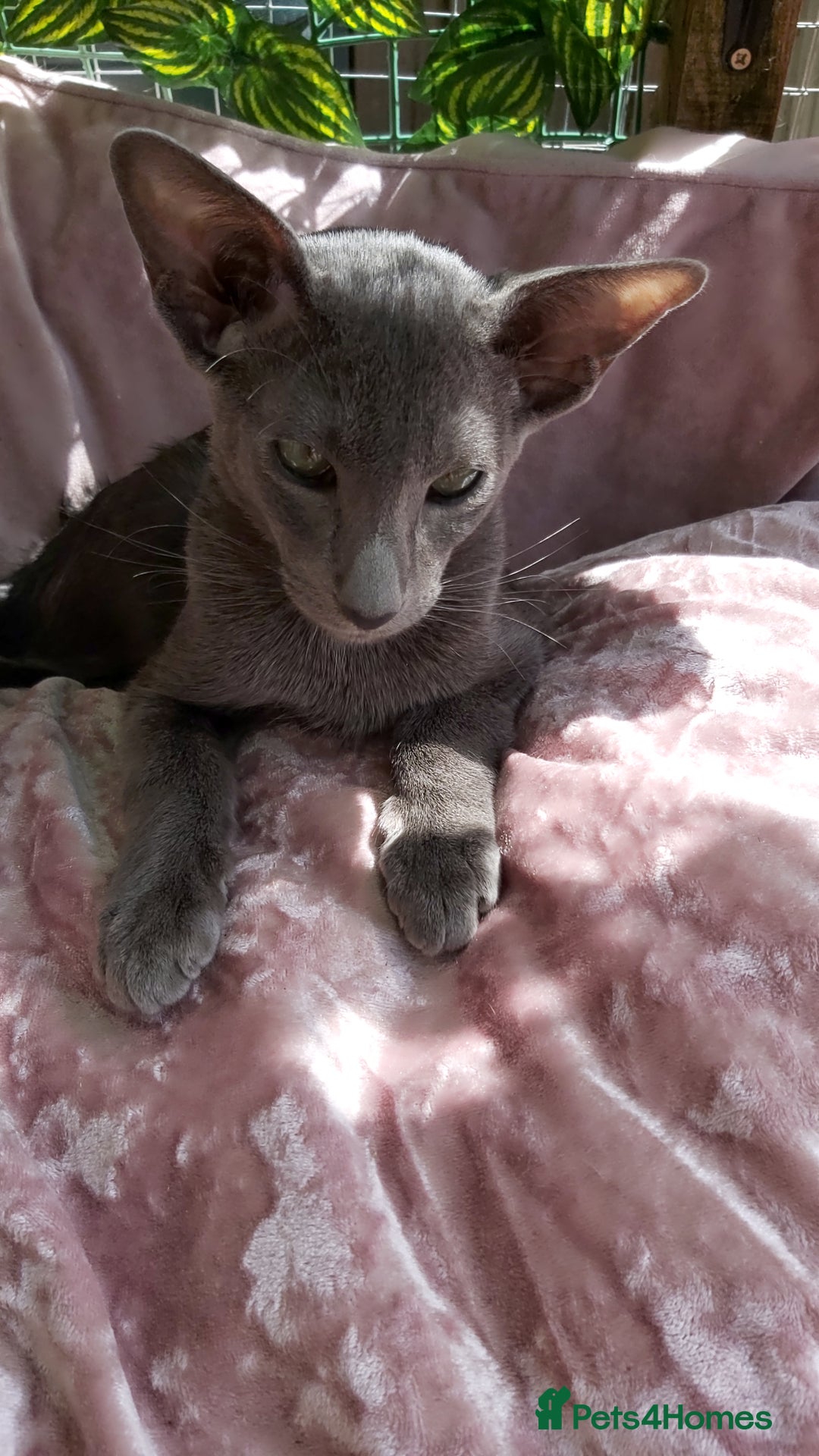 Oriental cats for sale: Full Pedigree Oriental 1 Kitten XL size ears GCCF - Image 10