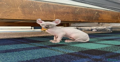 Sphynx cats - Advert 13