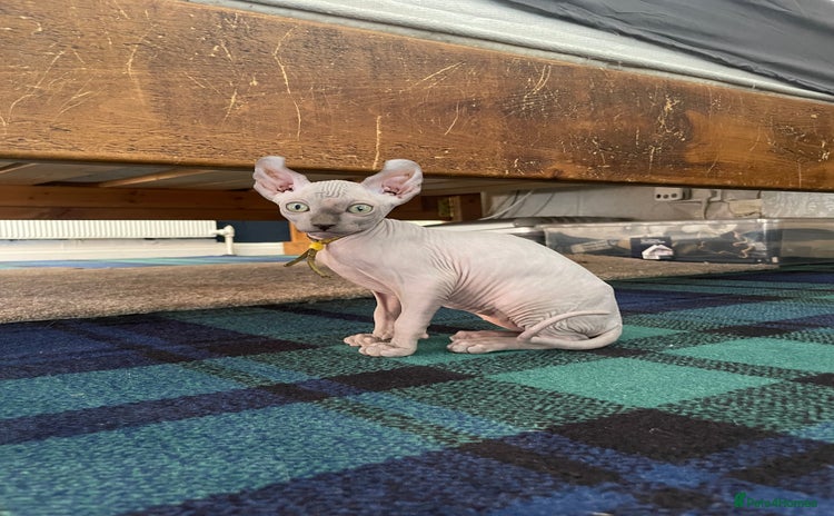 Sphynx cats - Advert 3