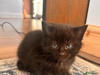 Mixed Breed cats Kittens for Sale - Advert 5