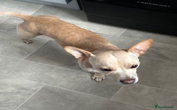 Mixed Breed dogs for sale: 2 year old French bull dog cross - Image 4
