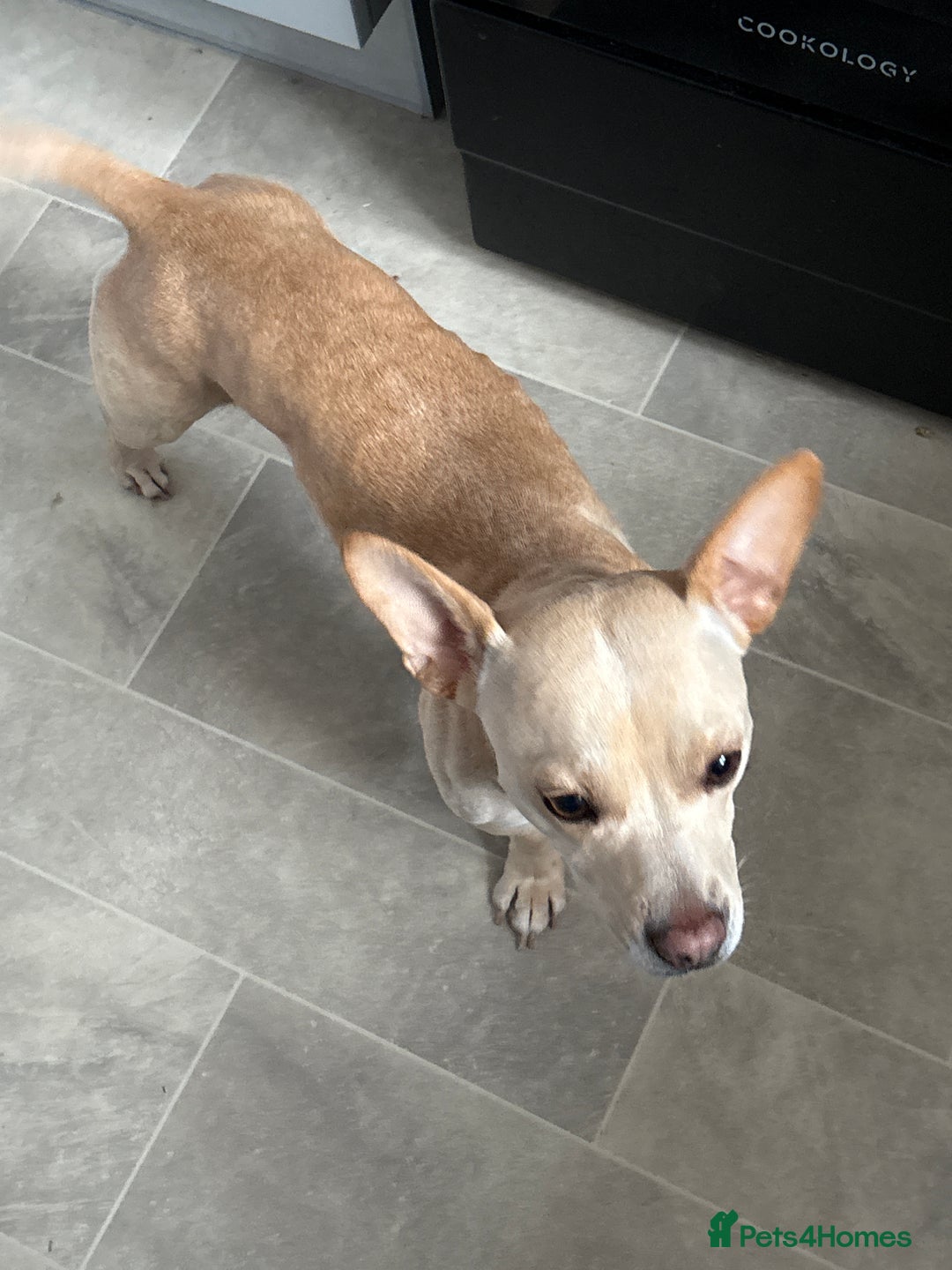 Mixed Breed dogs for sale: 2 year old French bull dog cross - Image 4