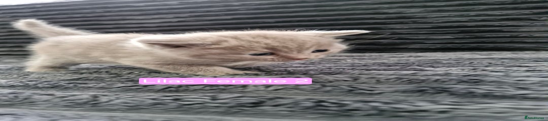Lilac Female 2