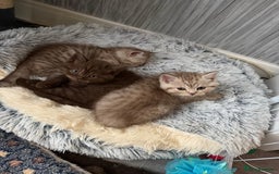 British Shorthair cats for sale: Beautiful litter of british shorthair kittens  - Image 7