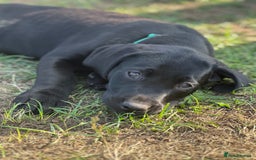 Labrador Retriever dogs for sale: 🐾Ready Now🐾Black Male FTCH Pedigree Forward Pups - Image 2