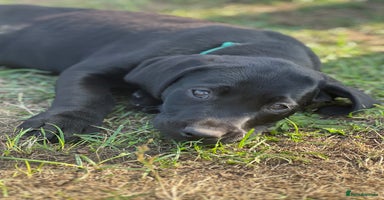 Labrador Retriever dogs - Advert 10