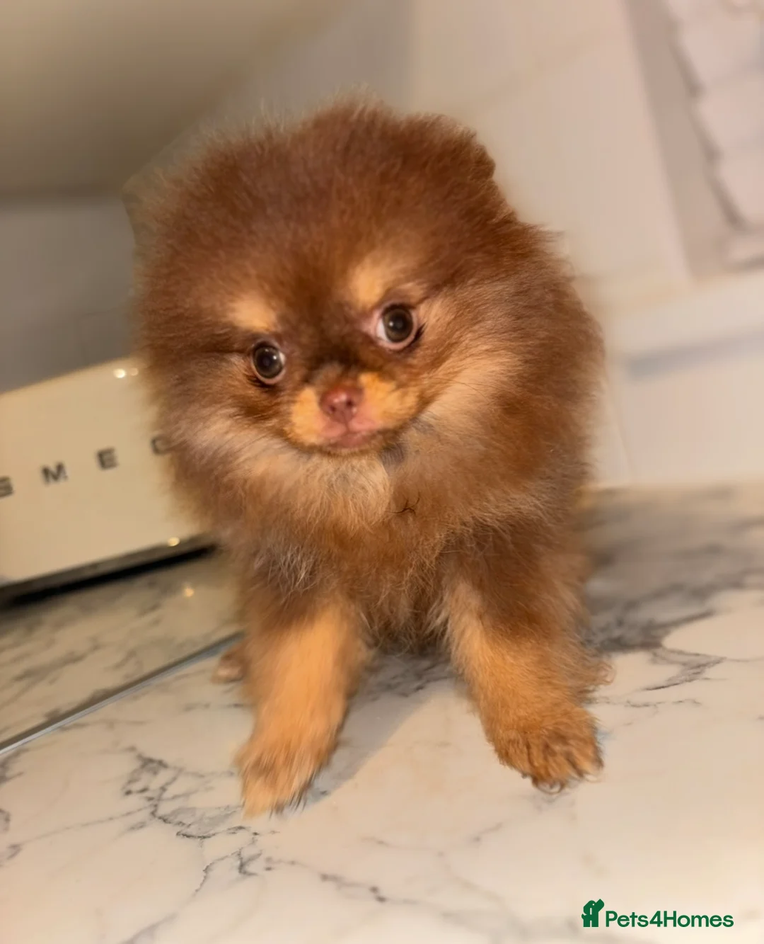 Pomeranian dogs for sale: Miniature Chocolate & Tan Pomeranian💗 - Advert 5