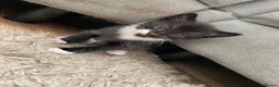 Mixed Breed cats for sale: 2 boy kittens  in Chester-le-Street - Advert 4