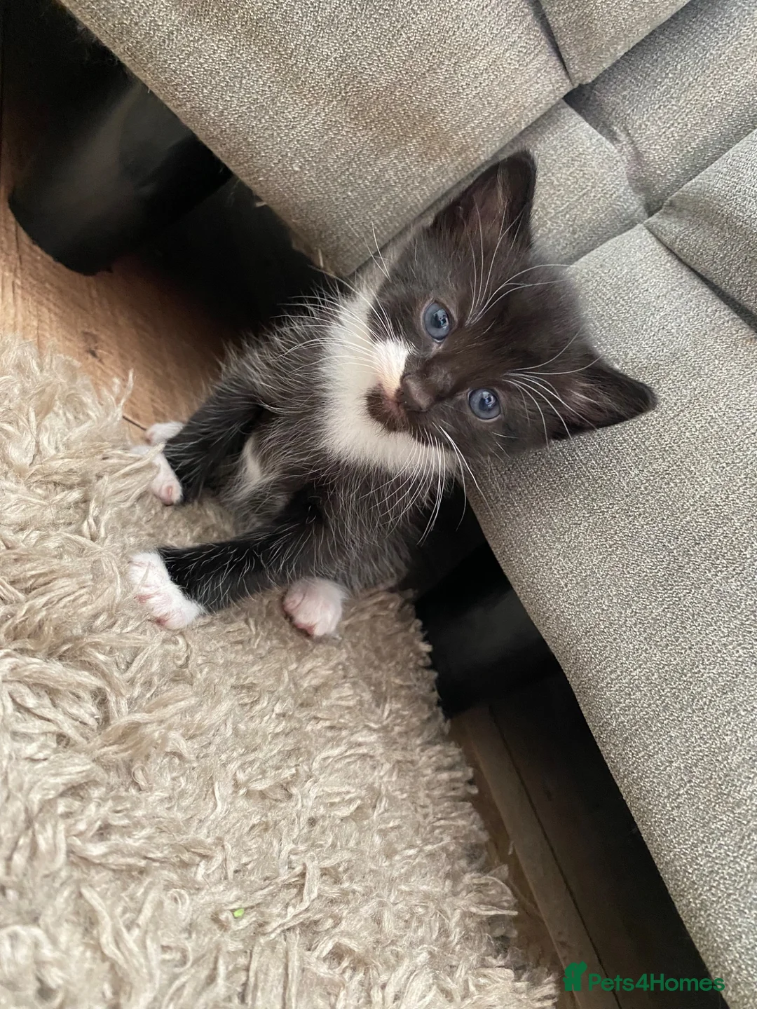 Mixed Breed cats for sale: 2 boy kittens  in Chester-le-Street - Advert 4