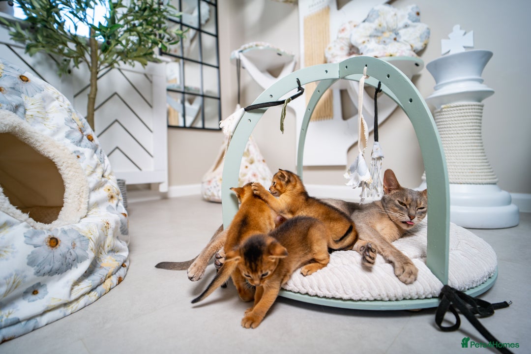 Abyssinian cats for sale: Champion Line Abyssinians- Rare Beauty- TICA reg. - Image 28