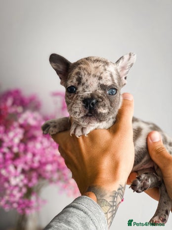 French Bulldog dogs - Advert 7