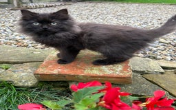Turkish Van cats for sale: Beautiful kittens ready for loving new homes - Image 20