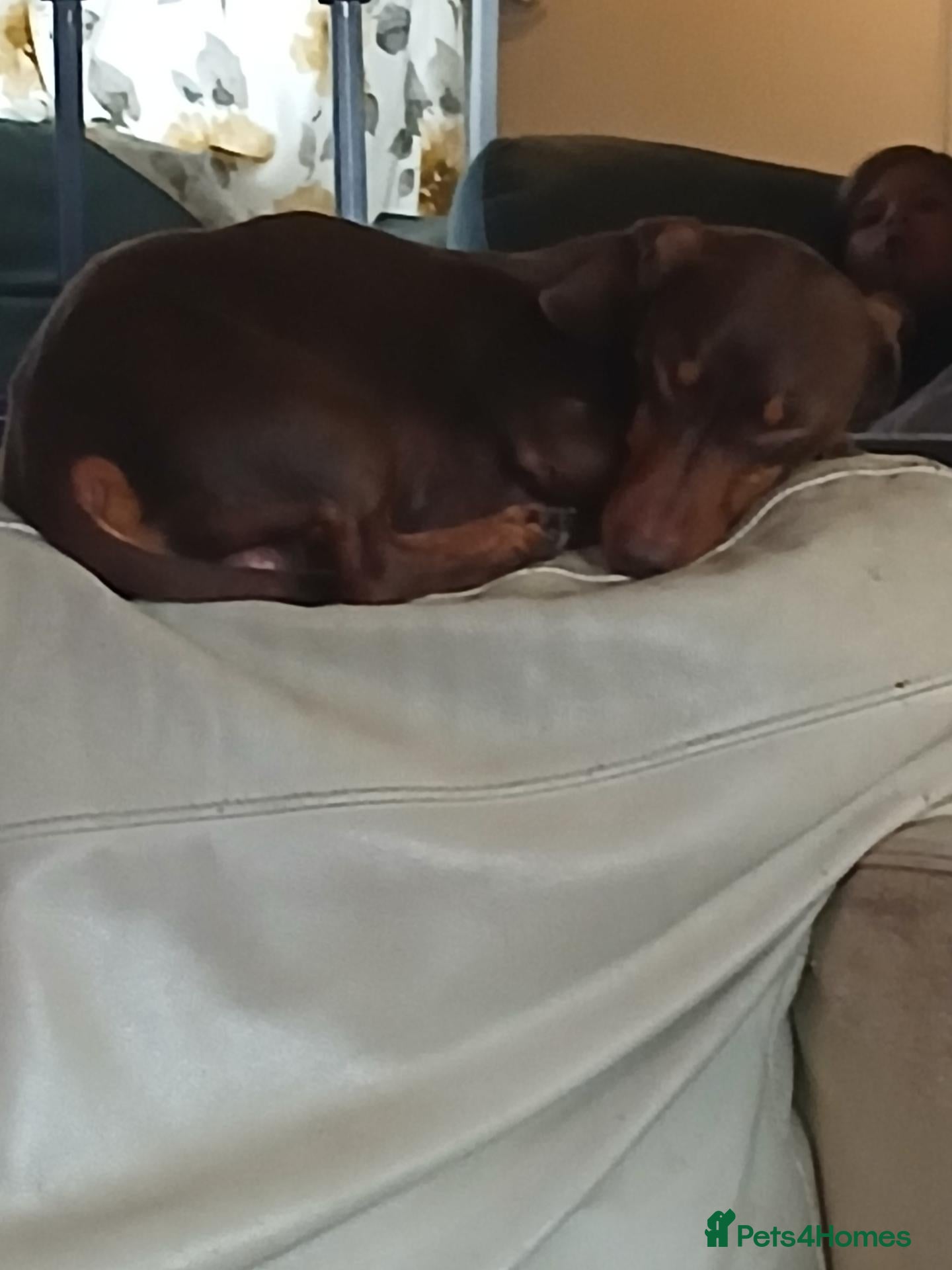 Miniature Dachshund dogs Miniature dachshund  - Advert 3