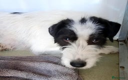 Mixed Breed dogs for adoption: 🌟 STELLA, a Lovely shy Girl - for a Loving Home🐾 - Image 1