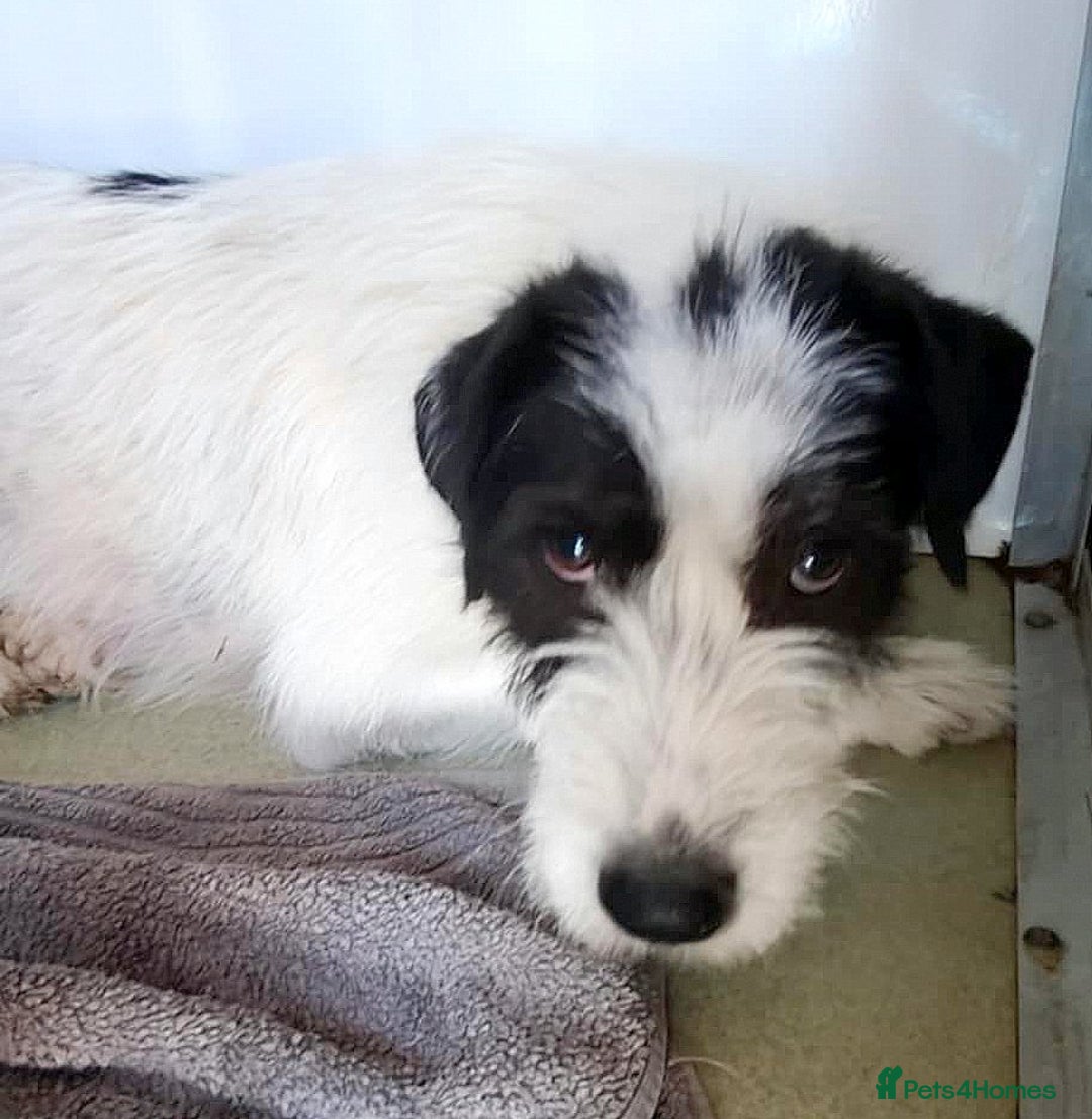 Mixed Breed dogs for adoption: 🌟 STELLA, a Lovely shy Girl - for a Loving Home🐾 - Image 1