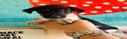Jack Russell dogs for sale: A good Old Fashioned JR ❤️ - Advert 15