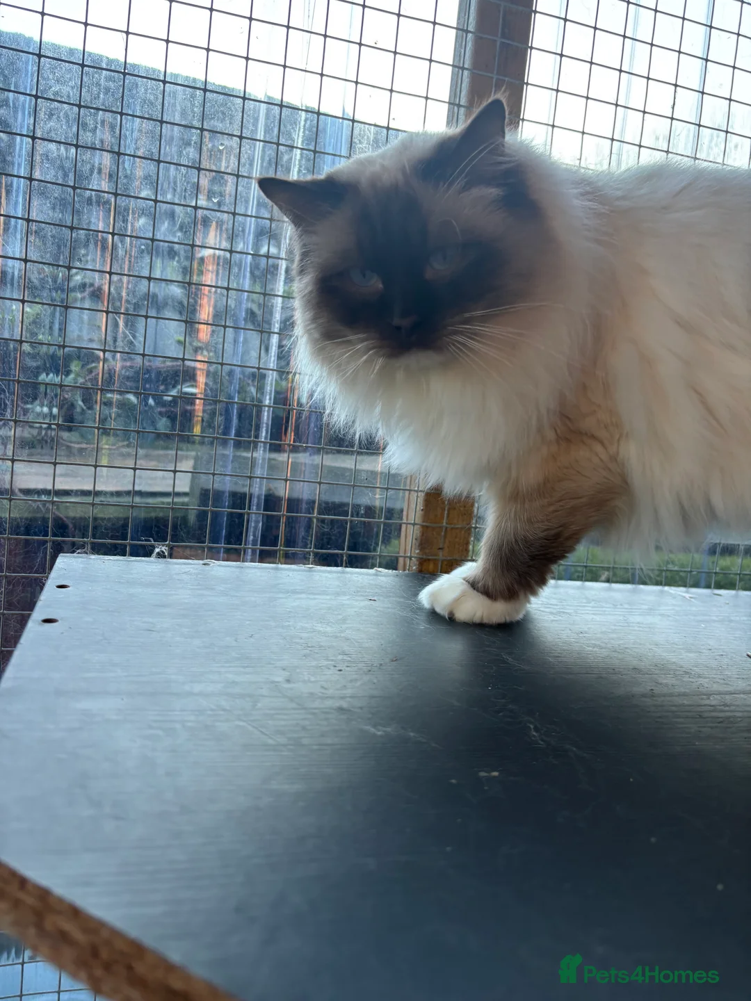 Ragdoll cats for stud: Gorgeous GGCF/TICA chocolate  mitted ragdoll in Norwich - Advert 17