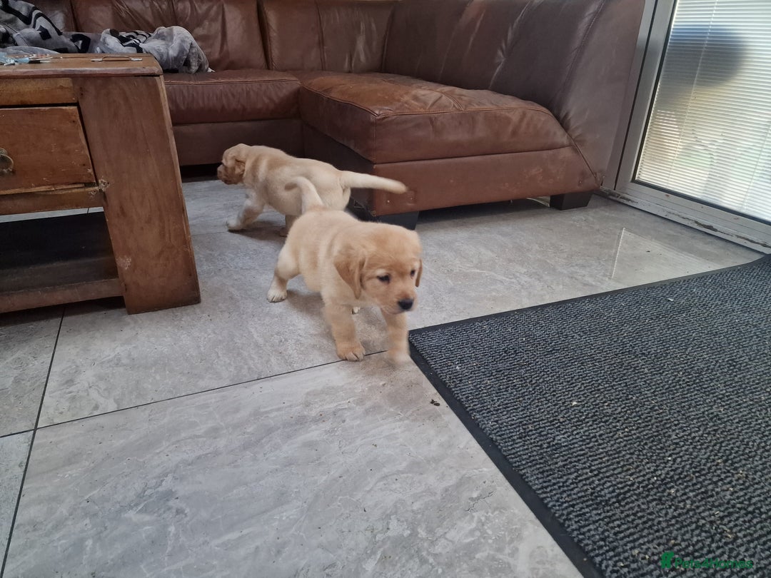 Labrador Retriever dogs for sale: Labrador very cute and playful puppies  - Advert 11