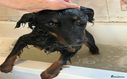 Mixed Breed dogs for adoption: Paige - Norwich Norfolk  - Image 27